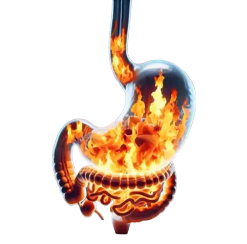 Digestion